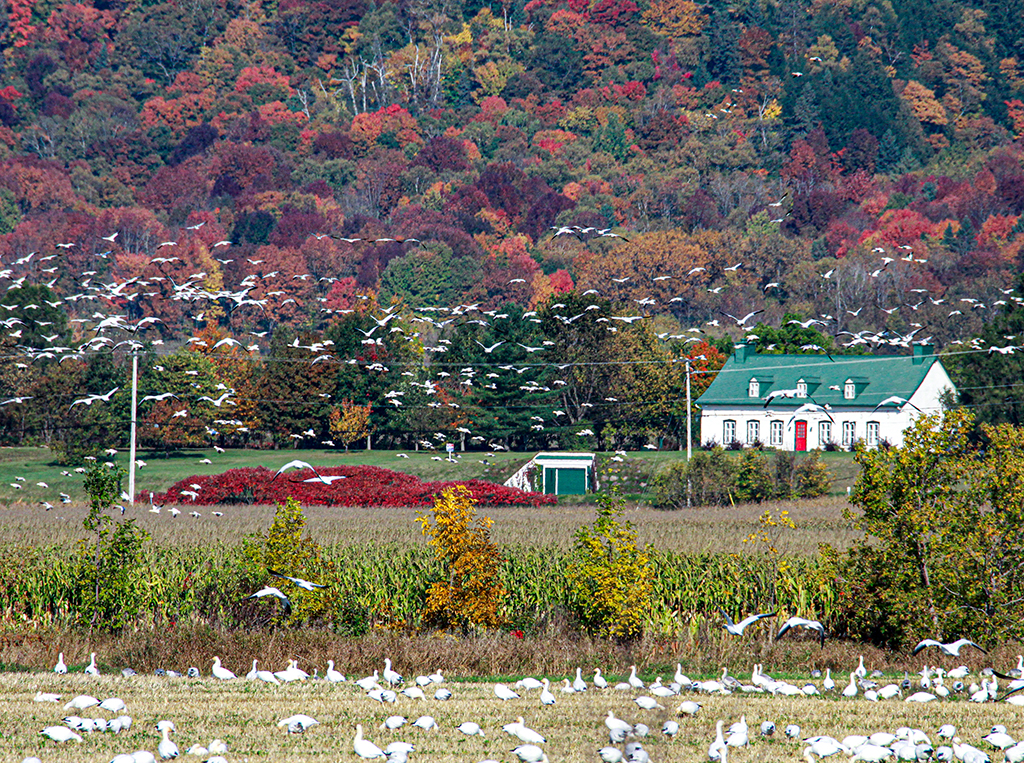 Autunno Canadese (14).JPG